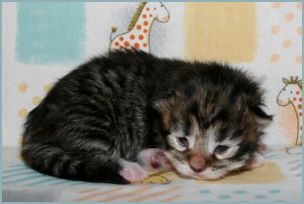 Male Siberian Kitten from Deedlebug Siberians